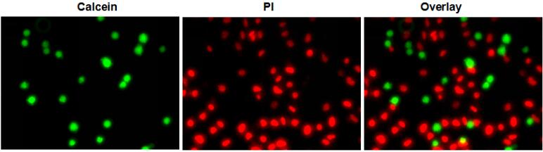 细胞活力(活死细胞染色)检测试剂盒（Calcein AM，PI法，适用于FACS、FM）