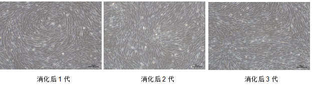重组胰蛋白酶消化液（含EDTA，含酚红），干细胞专用