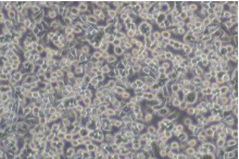 重组胰蛋白酶消化液（不含EDTA、酚红），干细胞专用