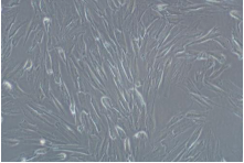 重组胰蛋白酶消化液（不含EDTA、酚红），干细胞专用