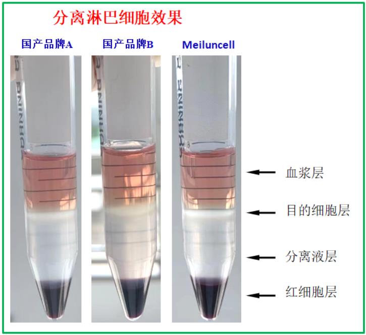 大鼠外周血淋巴细胞分离液试剂盒(改良型)