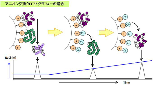 生物分子的分离模式选择方法