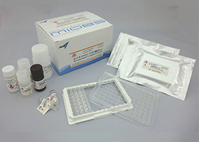 Mouse / Rat Leptin ELISA Kit            Cat. M1305