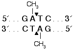 NEB代理 , 限制性内切酶 , 用于表观遗传学甲基化敏感性内切酶