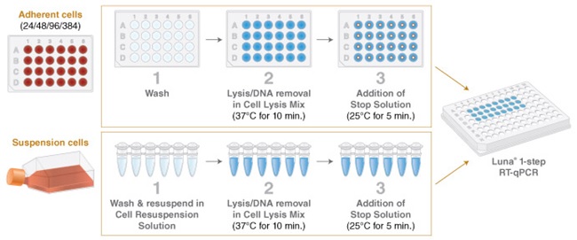 NEB代理 , DNA聚合酶与扩增技术 , qPCR & RT,qPCR