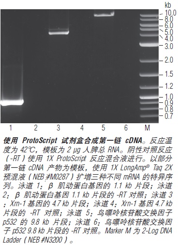 NEB代理 , DNA聚合酶与扩增技术 , cDNA 合成