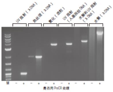 NEB代理 , DNA聚合酶与扩增技术 , DNA 处理（DNA 标记、末端平齐化等）
