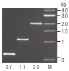 NEB代理 , DNA聚合酶与扩增技术 , 其它 PCR 聚合酶