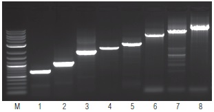 NEB代理 , DNA聚合酶与扩增技术 , 常规 PCR