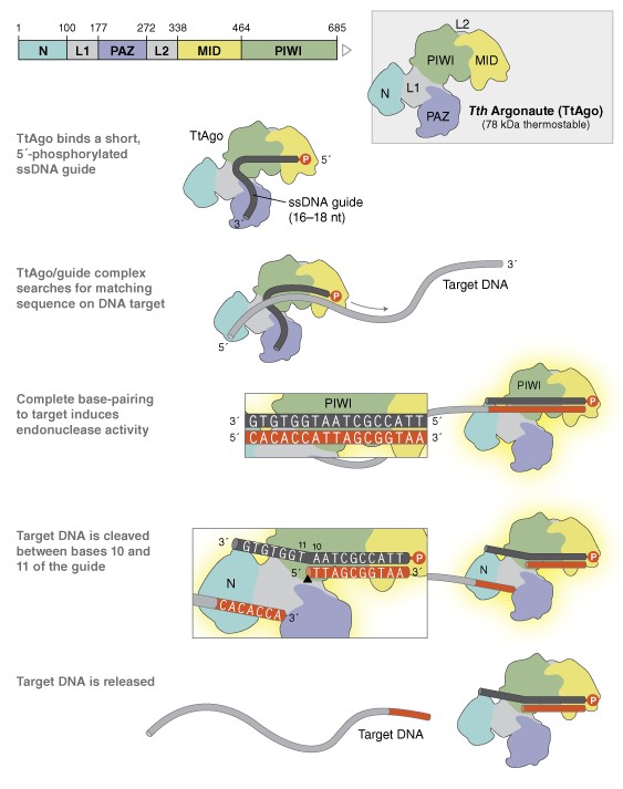 NEB代理 , DNA修饰酶与克隆技术 , Argonaute 蛋白