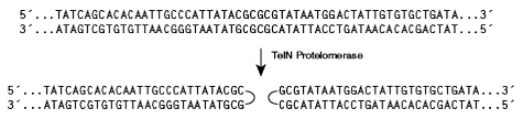 NEB代理 , DNA修饰酶与克隆技术 , 其它