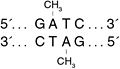 NEB代理 , DNA修饰酶与克隆技术 , DNA 甲基转移酶