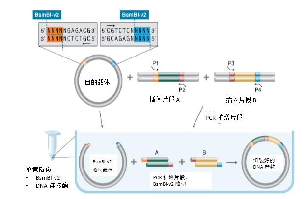 NEB代理 , DNA修饰酶与克隆技术 , 克隆 & 合成生物学
