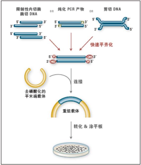 NEB代理 , DNA修饰酶与克隆技术 , 克隆 & 合成生物学