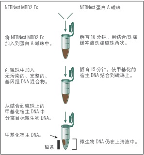 NEB代理 , 用于二代测序的 NEBNext® 试剂 , 适用于所有测序平台：DNA 富集