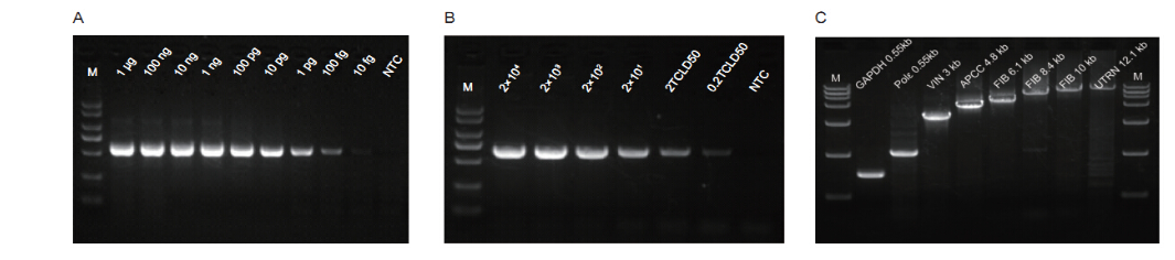 HiScript II One Step RT-PCR Kit