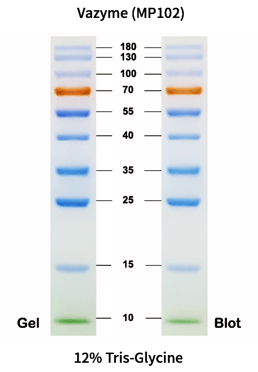 180 kDa Prestained Protein Marker