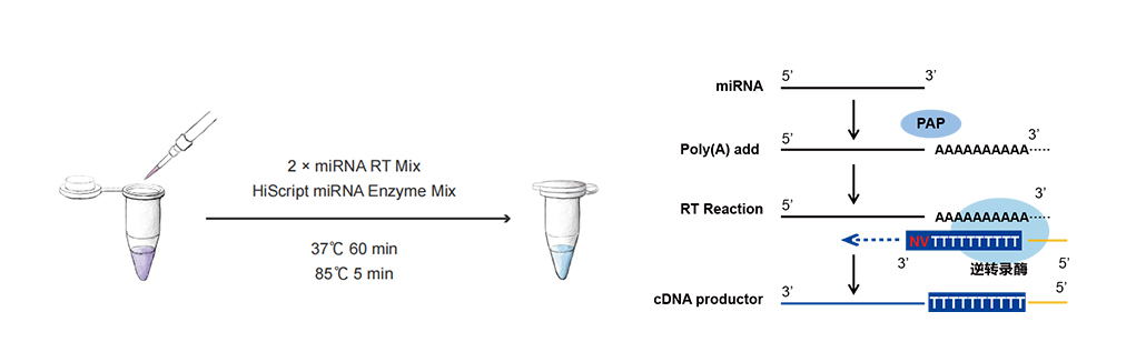 miRNA 1st Strand cDNA Synthesis Kit (by tailing A)