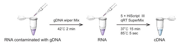 HiScript III RT SuperMix for qPCR (+gDNA wiper)