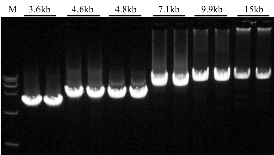 HiScript III 1st Strand cDNA Synthesis Kit (+gDNA wiper)