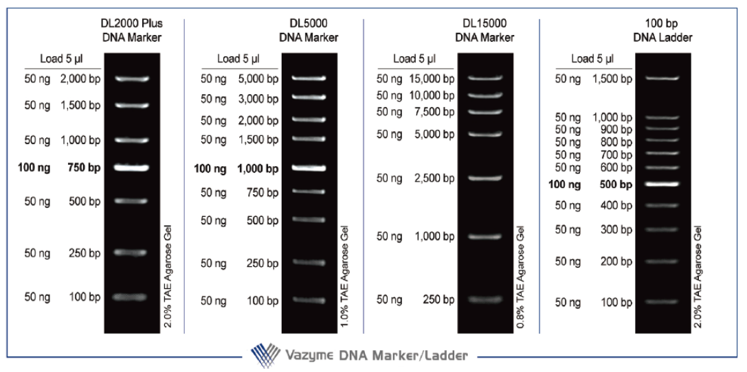 DL 15000 DNA Marker